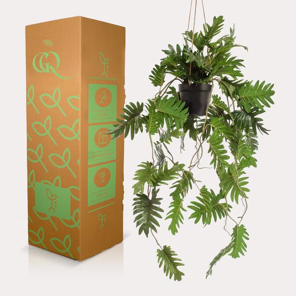 Plante artificielle - Philodendron - Amoureux des arbres grimpants - 80 cm