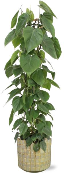 Philodendron Scandens - Ø24cm - ↕120cm + Stian Pot D25x22cm - Groen