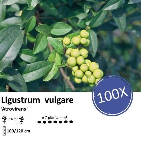 Ligustrum vulgare 'Atrovirens' - racine nue - 100/120 - 100x