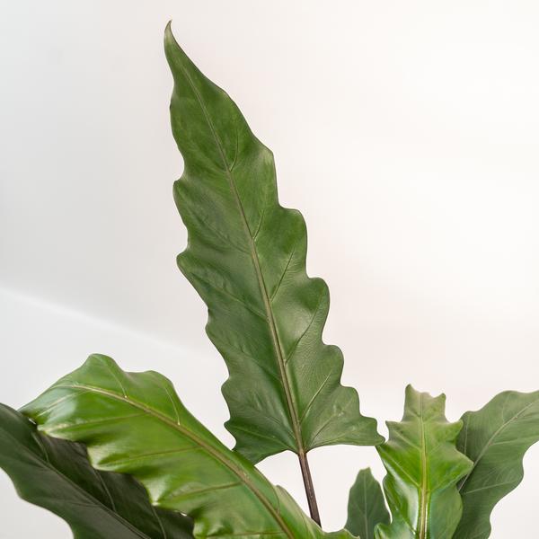 Alocasia Lauterbachiana - Ø19cm - ↕80cm + Pot Mayk Or