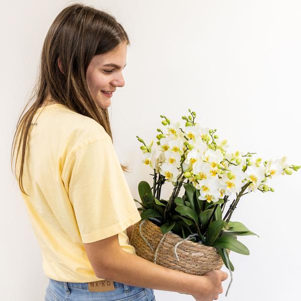 Orchidées colibris | plante blanche dans un panier en coton avec réservoir d'eau | trois orchidées blanches Lausanne 9cm et trois plantes vertes | Jungle Bouquet blanc avec réservoir d'eau autonome