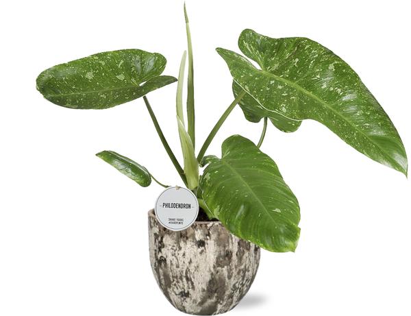 Philodendron Jose Buono - Ø15cm - ↕45cm + Sem Pot D16x14cm - Bruin