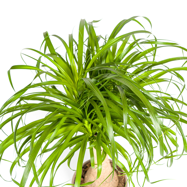 Beaucarnea Recurvata Stam Ø21cm - ↕70cm