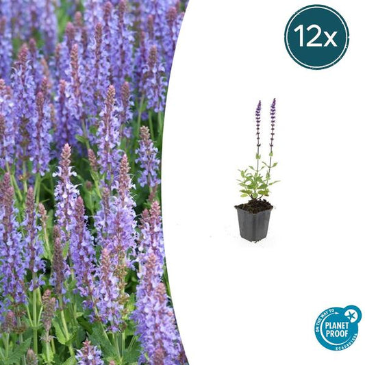 Salvia nem. 'Caradonna' - ↕10-25cm - Ø9cm - 12x