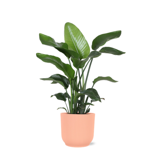 Strelitzia Nicolai - Ø21cm - ↕80cm en pot Vibes ROSE