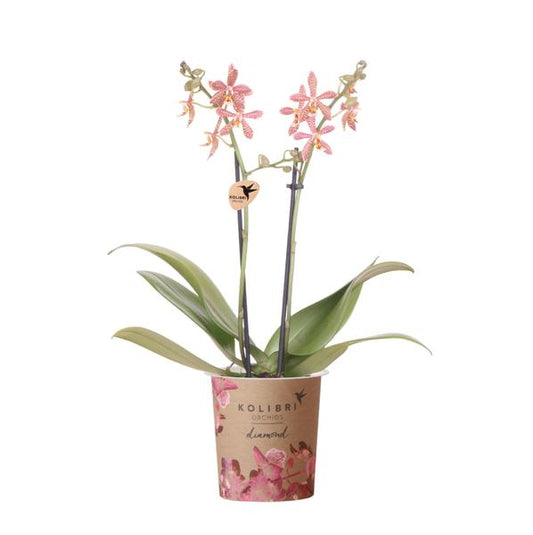 Orchidées colibris | Orchidée Phalaenopsis orange - Spider-pot taille Ø9cm | plante d'intérieur à fleurs - fraîchement sortie du producteur