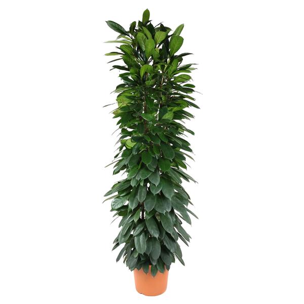 Colonne Ficus Cyatistipula - 200 cm - ø35