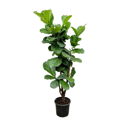 Ficus Lyrata ramifié - 180cm - ⌀32