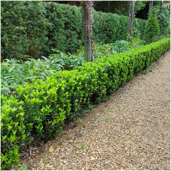 72 x Euonymus 'Green Spire' - 72 x Ø 7 cm - ↨ 15 cm 