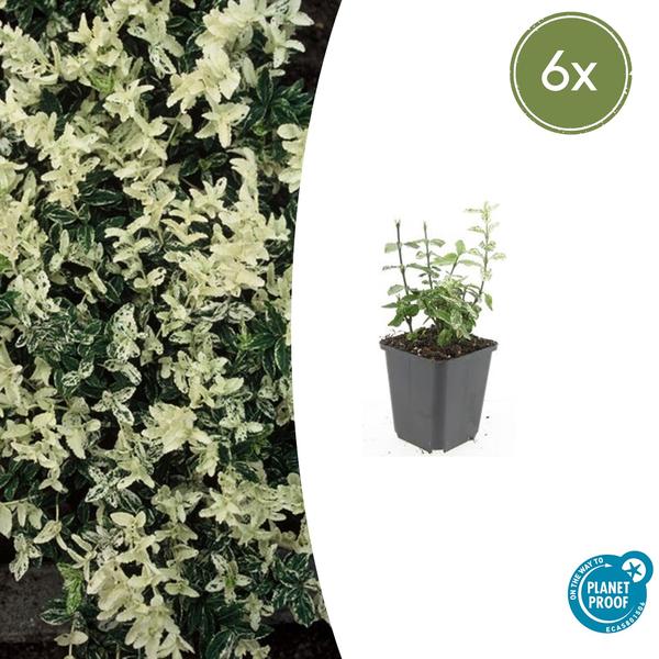 Euonymus fort. 'Harlequin' - ↕10-25cm - Ø9cm - 6x