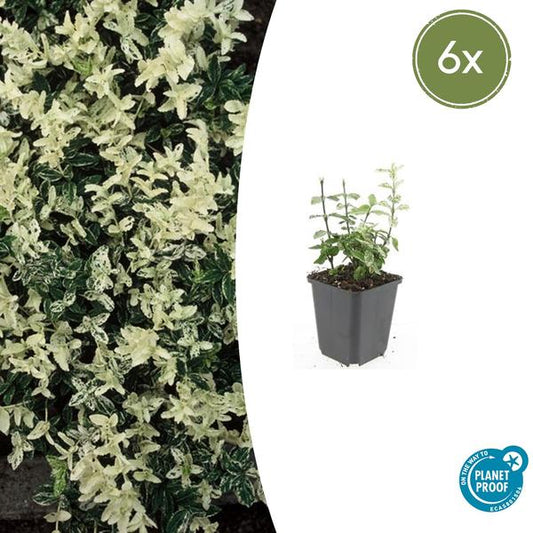 Euonymus fort. 'Harlequin' - ↕10-25cm - Ø9cm - 6x
