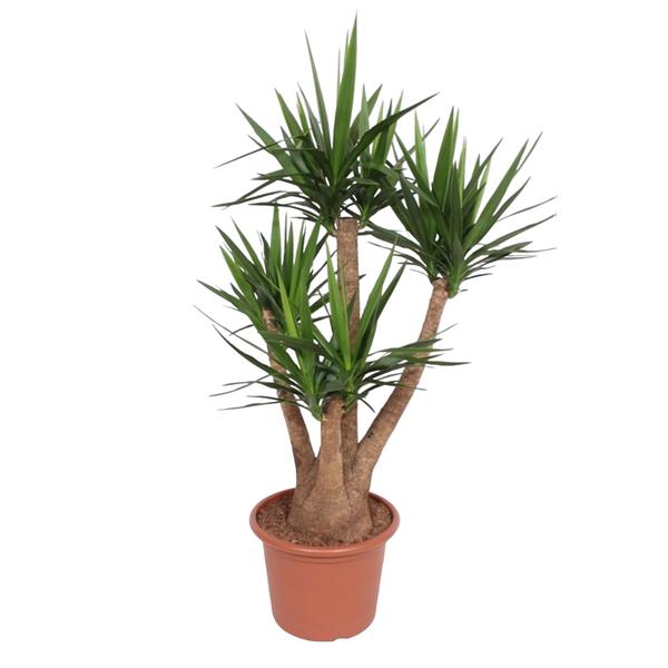 Yucca Elephantipes ramifié - 170 cm - ø45