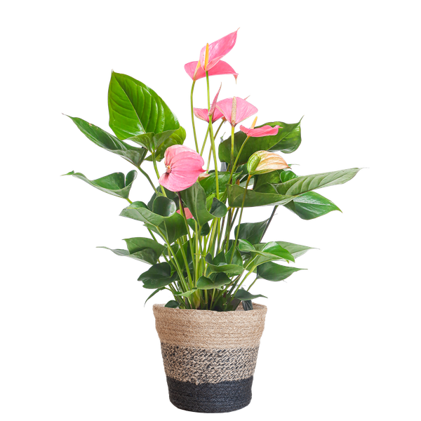 Anthurium Pink explosion avec panier Lisbon noir - 55cm - Ø17