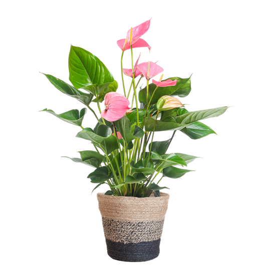 Anthurium Pink explosion avec panier Lisbon noir - 55cm - Ø17