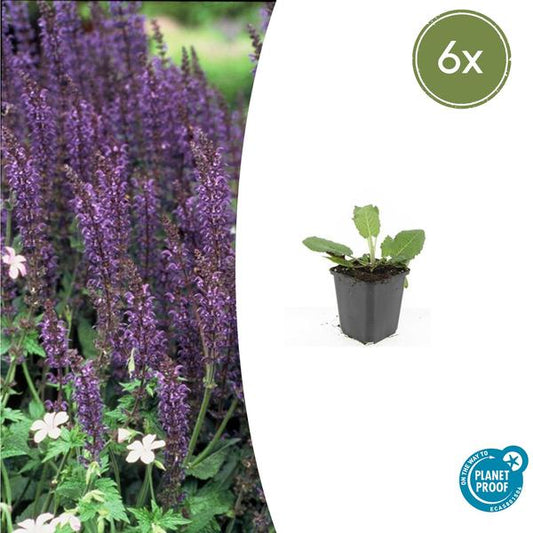 Salvia nem. 'Mainacht' - ↕10-25cm - Ø9cm - 6x
