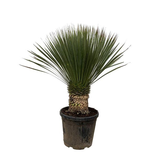Yucca Rostrata - 110cm - Ø35