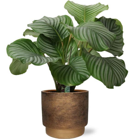 Calathea Orbifolia - Ø21cm - ↕50cm + Merel Pot D24x22cm - Goud