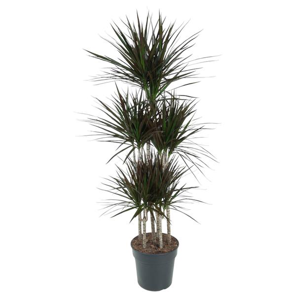 Carrousel Dracaena Magenta - 150cm - ø31