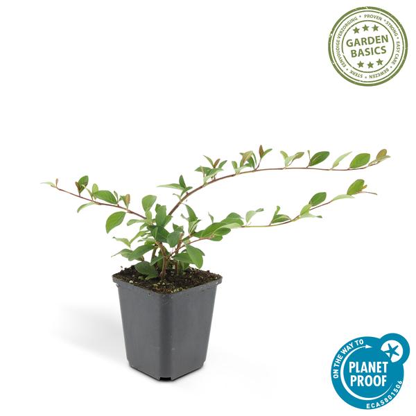 Cotoneaster dam. 'Major' - ↕25cm - Ø9cm - 60x