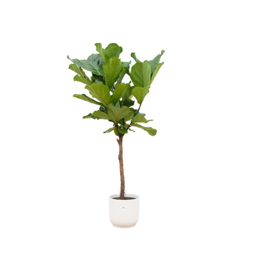 Offre combinée - Ficus Lyrata sur tige avec elho Vibes Fold Round blanc Ø30 - 160 cm