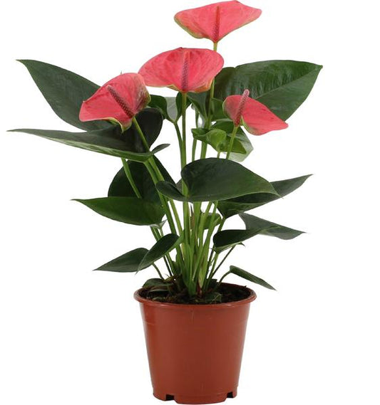 Anthurium Sweet Dream Dans Pochette Transparente - Ø12cm - ↕36cm