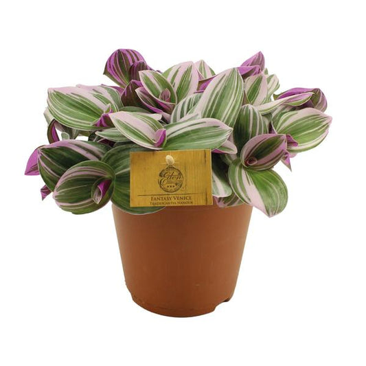 Tradescantia Nanouk - Ø15cm - ↕25cm