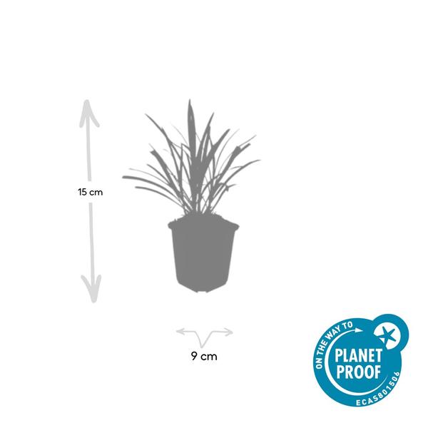Liriope muscari 'Ingwersen' - ↕10-25cm - Ø9cm - 60x