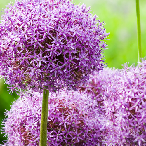 Globemaster - Ampoules Allium 5 pièces 