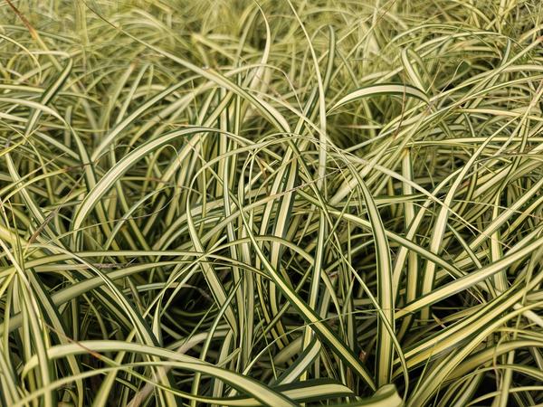Carex oshim. 'Evergold'  - ↕10-25cm - Ø9cm - 60x