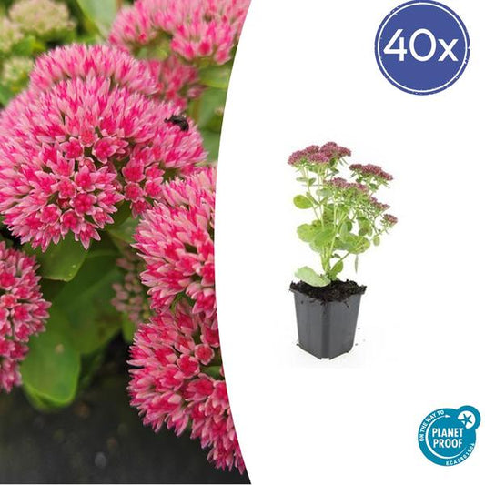 Sédum 'Herbstfreude' - ↕10-25cm - Ø9cm - 40x