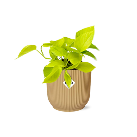 Epipremnum Pinnatum ‘Golden Pothos’ in ELHO Vibes Fold 14cm geel