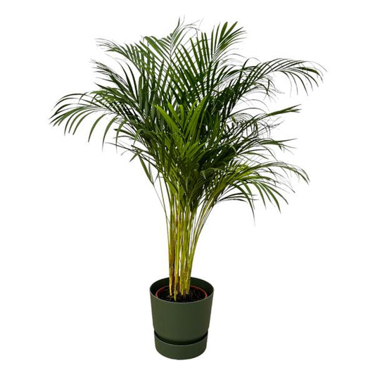 Palmier Areca - ↨130cm - Ø24cm dont elho Greenville Round vert D30xH28