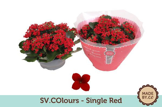 Kalanchoe Single Red - Ø23cm - ↕27cm