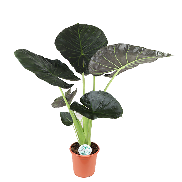 Bouclier Alocasia Regal Ø24cm - ↕110cm