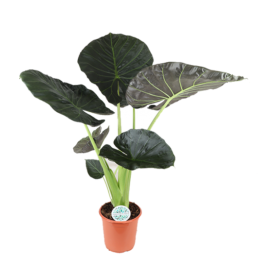 Bouclier Alocasia Regal Ø24cm - ↕110cm