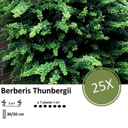Berberis thunbergii - ↕30-50cm - racine nue - 25x
