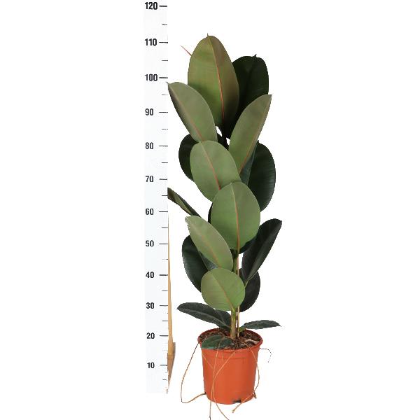 Ficus Elastica Robusta - Ø21cm - ↕90cm en pot Boule ANTHRACITE