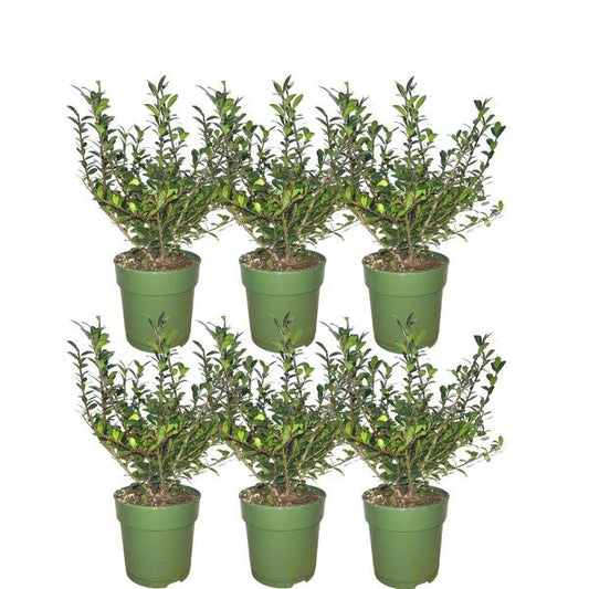 Plants by Frank - 1 meter  Hulst haag - Ilex crenata 'Jenny'® - Set van 6 winterharde haagplanten - Groenblijvende haag - Vers van de kwekerij geleverd