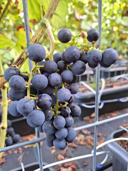 Vitis 'Boskoop Glory' - raisin bleu - Haie prête à l'emploi - 120 x 180 cm