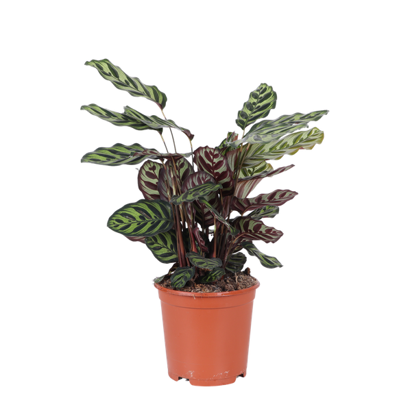 Calathéa Makoyana Ø21cm - ↕70cm