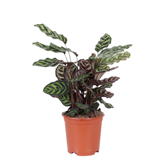 Calathea Makoyana Ø21cm - ↕70cm