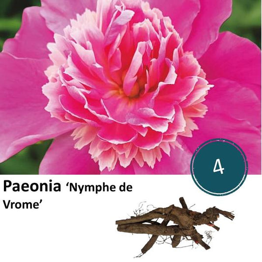 Paeonia 'Nymphe la Pieuse' - 4x