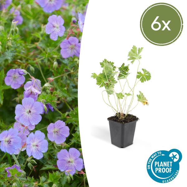 Géranium Rozanne - ↕10-25cm - Ø9cm - 6x