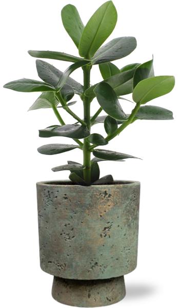 Clusia Rosea Princess - Ø12cm - ↕15cm + Pot Aily D14x18cm - Groen