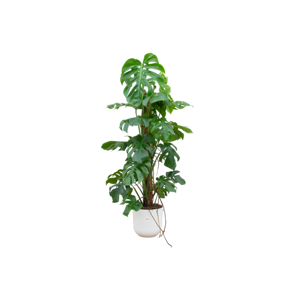 Offre combinée - Monstera Pertusum XL avec elho Jazz Round blanc Ø26 - 120 cm