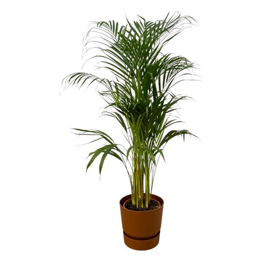 Palmier Areca - ↨110cm - Ø21cm dont elho Greenville Round marron D24xH23