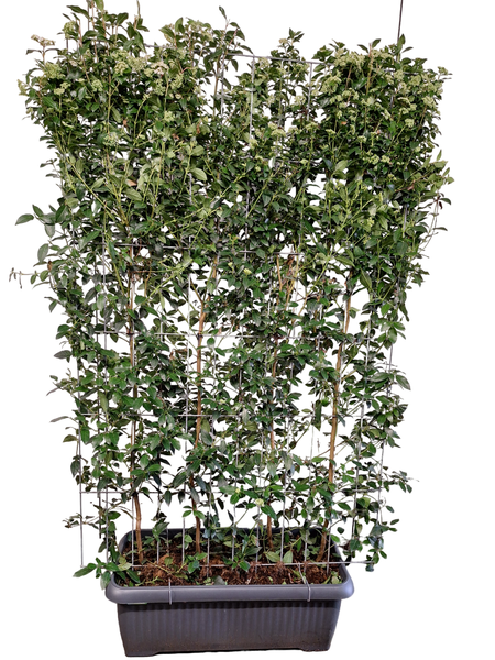 Viburnum tinus - Boule de neige - Haie prête à l'emploi - 120 x 180 cm