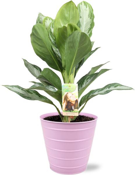 Aglaonema Silver Bay - Ø17cm - ↕55cm + Bodhi Pot D18x17cm - Roze