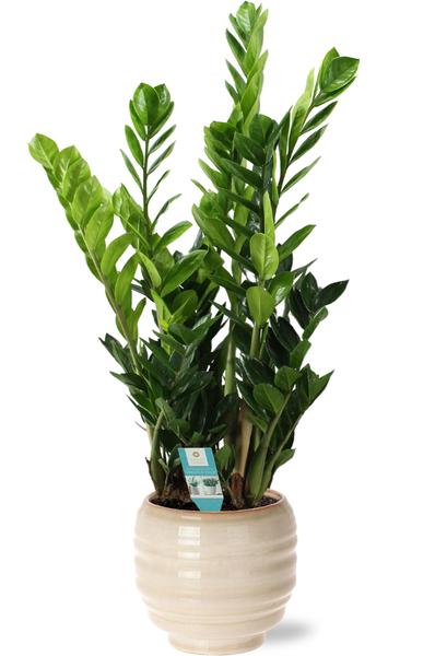 Zamioculcas - Ø21cm - ↕100cm + Pot Dalmine D22x20cm - Blanc