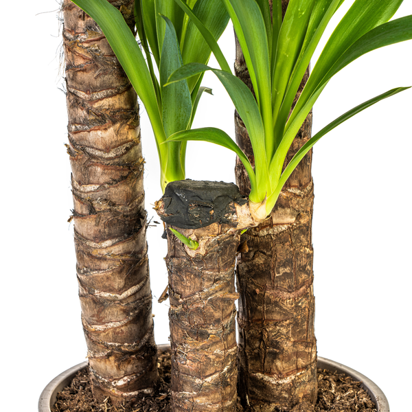 Yucca Éléphantipes Ø24cm - ↕130cm